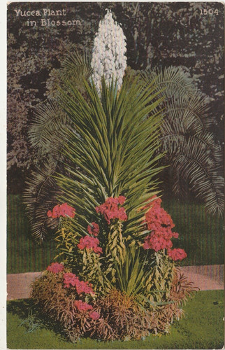 Yucca plant - yucca, in