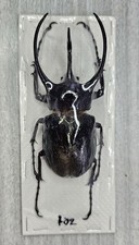 Dynastidae: Chalcosoma chiron