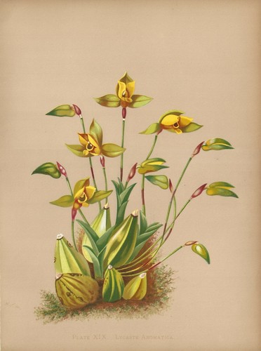 Stampa antica orchidea - stampa,