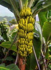 10 semi di banano. Semi di