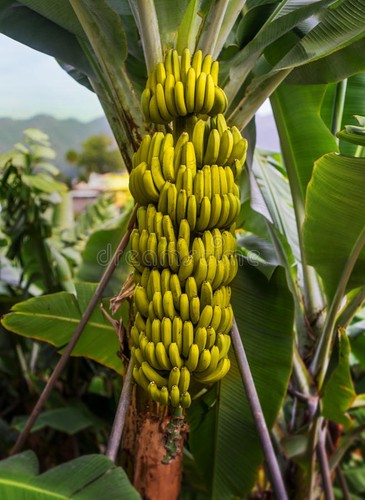 Semi banano - di,