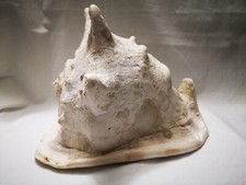 Conchiglia di mare naturale