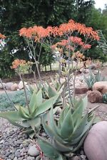 15 semi di Aloe striata 
