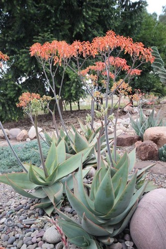 Semi aloe striata - semi,