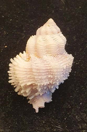Coralliophila bulbiformis - ,