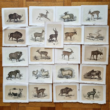 Illustrazione Animale Ungulati Antilope Corna John Tallis Vecchia Stampa 12x17