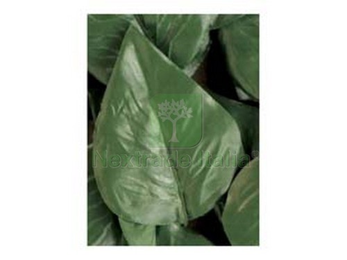 1pz foglie lauro - foglie,