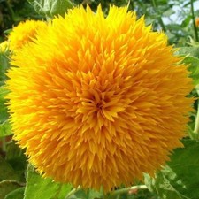 Orsacchiotto girasole -