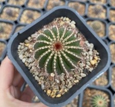 2 pezzi Uebelmannia