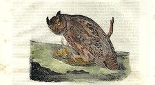 Stampa antica GUFO REALE Bubo bubo uccello notturno 1840 Old antique print