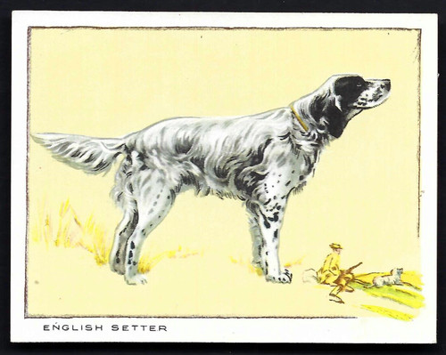 Gallaher dogs - dogs, large)