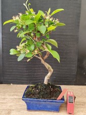 Bonsai melo h 39 cm - bonsai, di