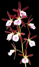 Encyclia Jairak Freccia