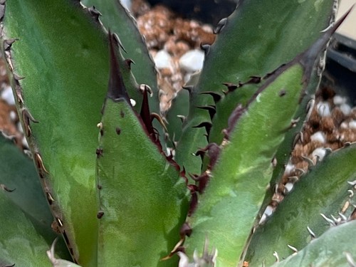 Agave victoriae reginae x - -,