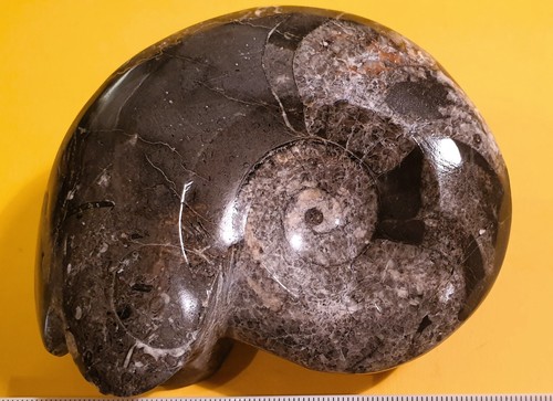 Fossile goniatite - fossile, di