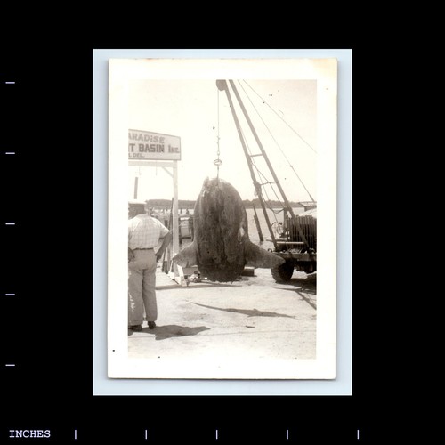 Foto epoca gru che - che, tiene