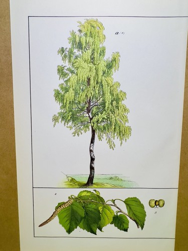 Piante antiche poster - poster,
