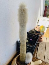 Cactus grandi: Cleistocactus