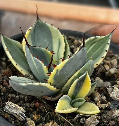 Vendita raro cactus agave - vendita,