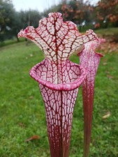 *RARE* sarracenia leucophylla