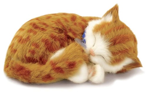 Gatto orange tabby il - tabby,