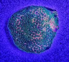 Sunset Montipora Monti Live