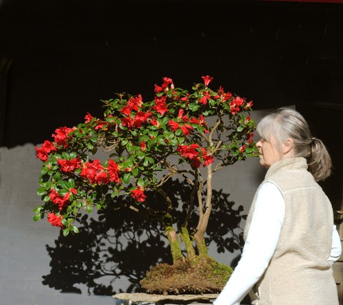 Bonsai rododendro - bonsai, di