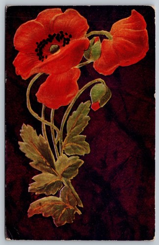 1910 poppies poppy flowers - 1910,