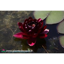 Pianta ninfea black princess - pianta,