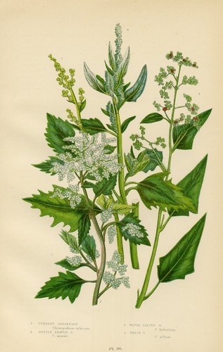 Stampa botanica antica - botanica, 1899
