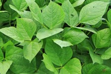  Iron & Clay Cowpeas Seeds -