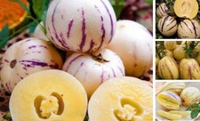 Pepino melon seeds for - pepino,