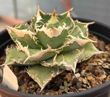 Rare Cacti Plant Agave stricta