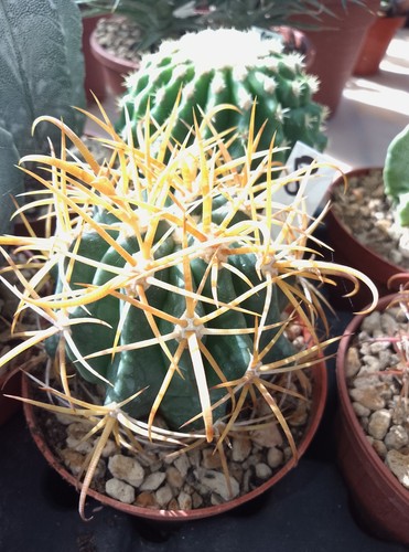 🌵Ferocactus chrysacanthus