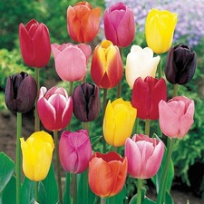 10 Bulbi di tulipani, colori