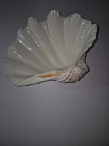 Guscio vongole naturale - guscio,