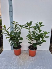 2 Piante di Lauroceraso - Vaso
