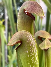 Pianta Carnivora Sarracenia