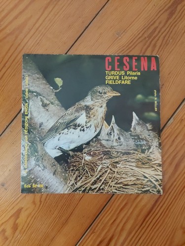 Cesena turdus pilaris - turdus,