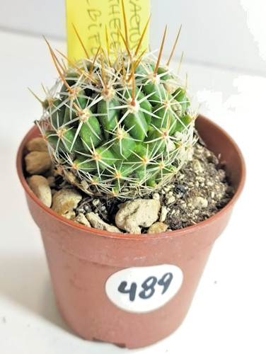 Thelocactus conothele - thelocactus,