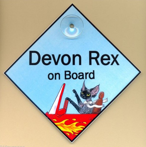 Devon rex cat - on, art