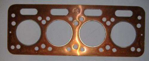 Tigrotto leoncino - om,