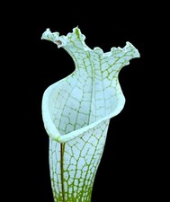 Sarracenia HURRICANE CREEK