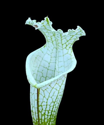 Sarracenia hurricane creek - sarracenia,