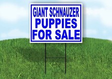 Schnauzer gigante cuccioli - gigante,
