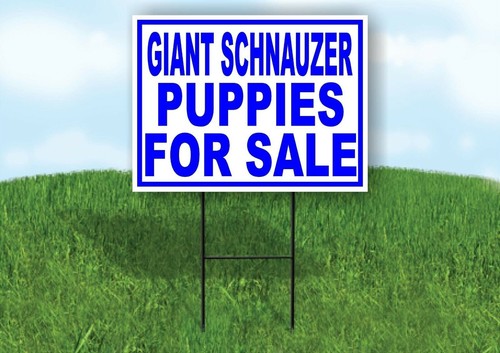 Schnauzer gigante cuccioli - schnauzer,