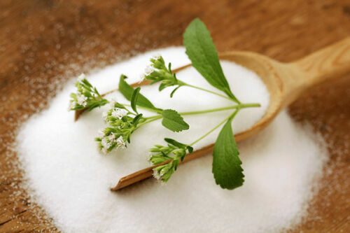 Stevia rebaudiana - stevia,