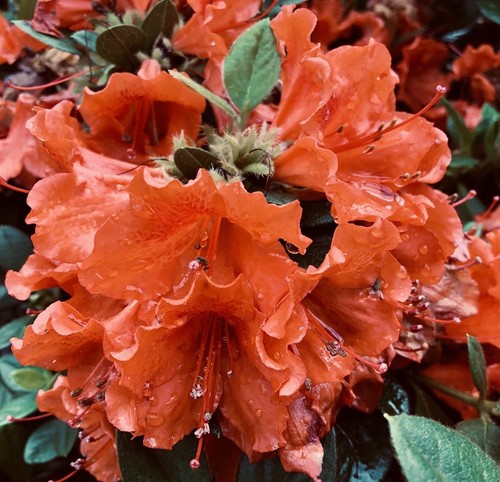 Perfecto mundo orange - perfecto,
