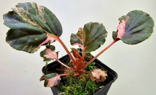 Begonia cucullata rosa - begonia,