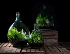SET ECOSISTEMA TERRARIUM VASO